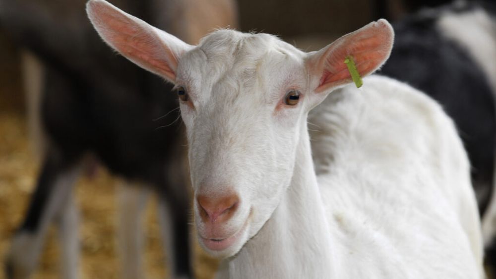 Date Eurostat: Numărul animalelor din ferme continuă să scadă / Creșterea importurilor de carne din afara UE, la prețuri inferioare celor oferite de producătorii intracomunitari, printre cauze