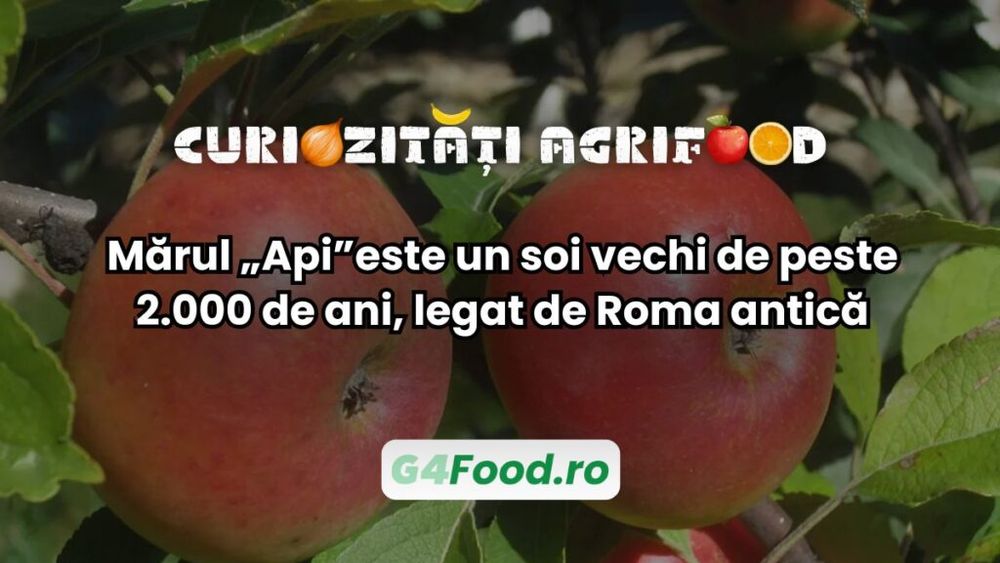 Curiozități agri-food: Mărul „Api”este un soi vechi de peste 2.000 de ani, legat de Roma antică / Este menționat în scrierile lui Pliniu cel Bătrân