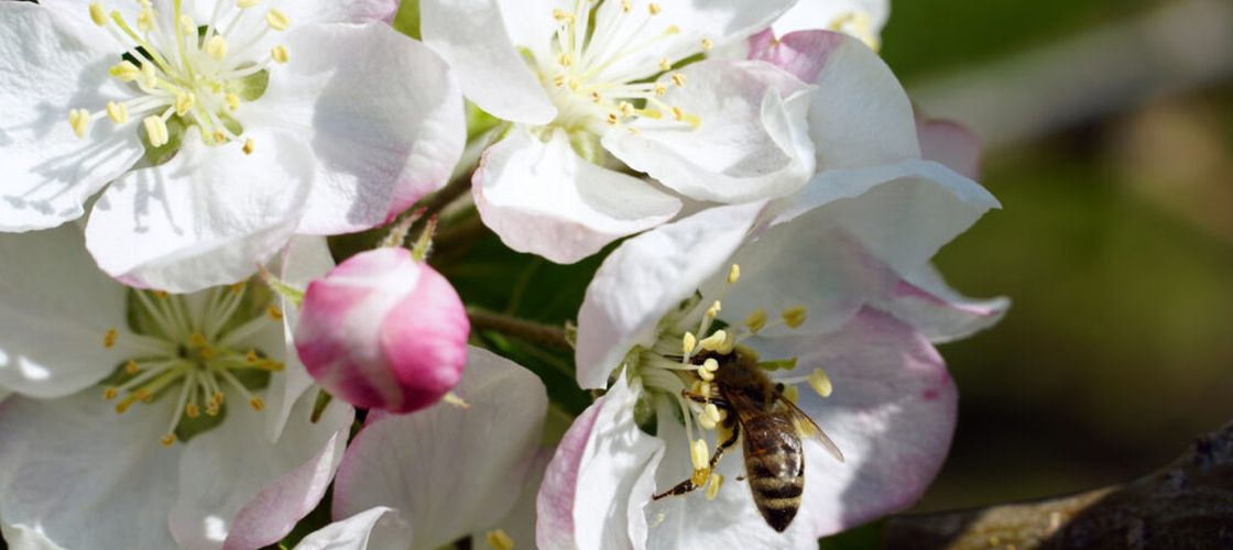 Dispariția insectelor amenință securitatea alimentară globală: cercetătorii avertizează asupra riscului de deficit de vitamine și foamete