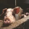 Sectorul suin cere sprijin urgent. Ministrul Agriculturii cere sesiune extraordinară în Parlament