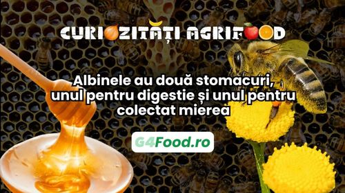 Curiozități agrifood - 7 februarie | Albinele au două stomacuri, unul pentru digestie și unul pentru colectat mierea