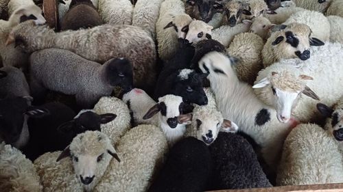 Un crescător de oi din Teleorman ofertează pe Facebook carcasa de miel cu 40 de lei/kg / Comentariu primit: Patru sute de ani vei aștepta