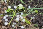 Grindina a distrus aproximativ 400 de hectare de viță-de-vie în Vrancea / Fermierii cer despăgubiri, iar sistemul antigrindină revine în centrul controversei