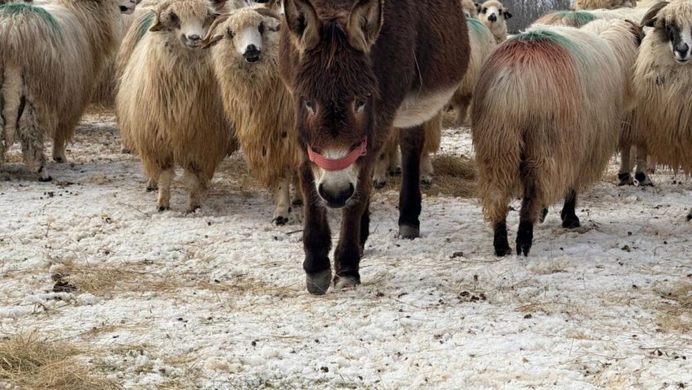 VIDEO | Laptele de măgăriță, unul dintre cele mai rare și prețioase produse de pe piața lactatelor, este produs la o fermă din Maramureș / Fermier: „Am început să cresc măgărițe pentru a avea printre oi. Acum am 45 de măgărițe și tot la 3-4 luni fată câte 2-3 măgărițe”