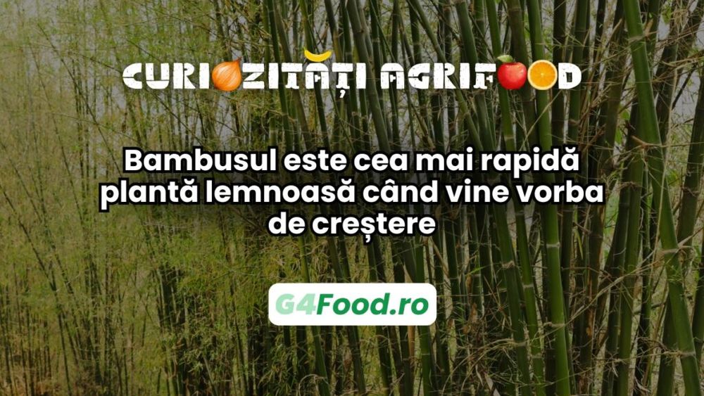 Curiozitate agri-food 18 martie: Bambusul este cea mai rapidă plantă lemnoasă când vine vorba de creștere. Poate crește până la 90 cm într-o singură zi