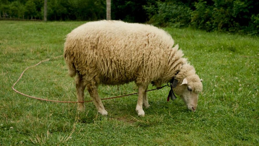 Peste o mie de ferme din Belgia sunt afectate de boala virală ovină cunoscută și ca ”limba albastră” /  Virusul nu prezintă niciun risc pentru oameni