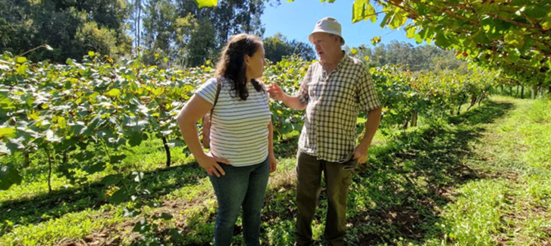 Are 74 de ani și oferă gratuit 26 de parcele de viță-de-vie. Nu trebuie plantat nimic, totul este gata pregătit. „Doar să știu că cineva are grijă de ele”