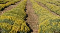 Planta mediteraneeană care miroase a curry. N-are nicio legătură cu condimentul, dar se folosește pentru aromatizarea alimentelor. Era floarea preferată în casa pictorului Dali