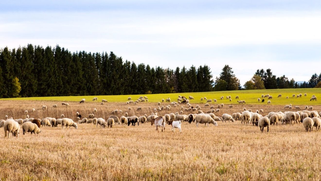 Buzău: Bărbat reţinut de procurori pentru omor, după ce şi-ar fi ucis în bătaie angajatul de la o stână