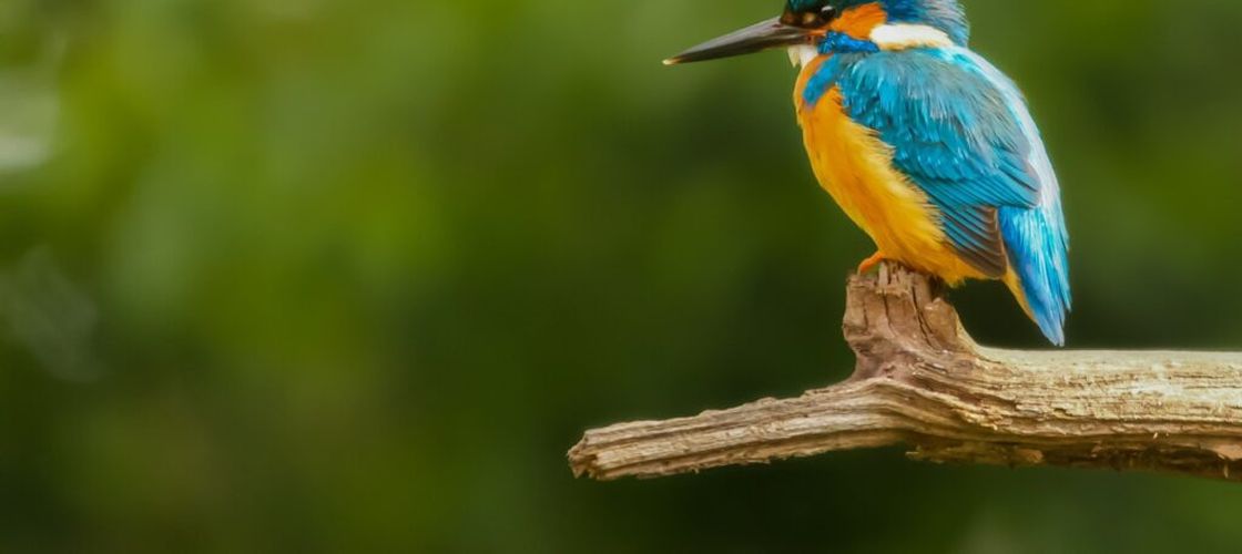 Dai de mâncare păsărilor din parc? Ar putea părea un obicei frumos, dar ar fi bine să n-o mai faci/ Poți contribui astfel la răspândirea unor boli grave