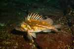 Un pește originar din Oceanul Pacific a ajuns în Marea Neagră. Exemplare de „Korean Rockfish” de peste 2,5 kilograme, capturate pe litoralul românesc