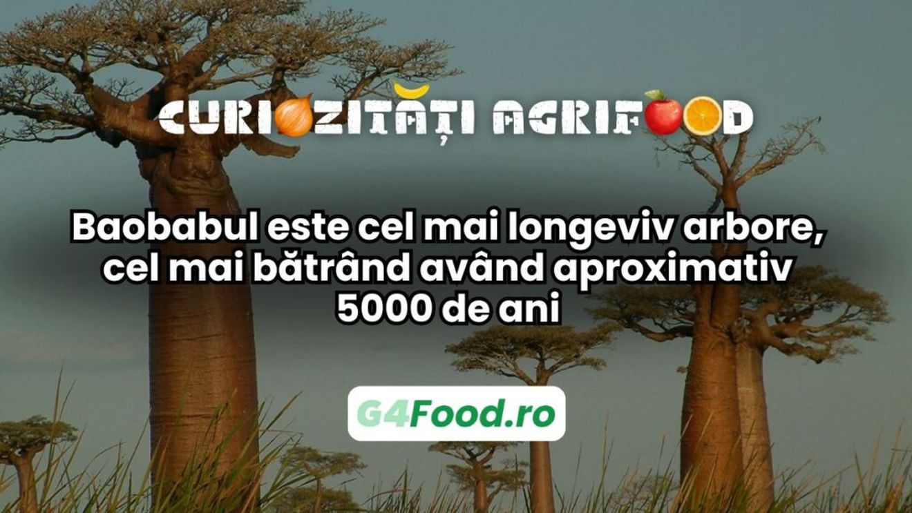 Curiozitate agri-food: Baobabul este cel mai longeviv arbore, cel mai bătrând având aproximativ 5000 de ani