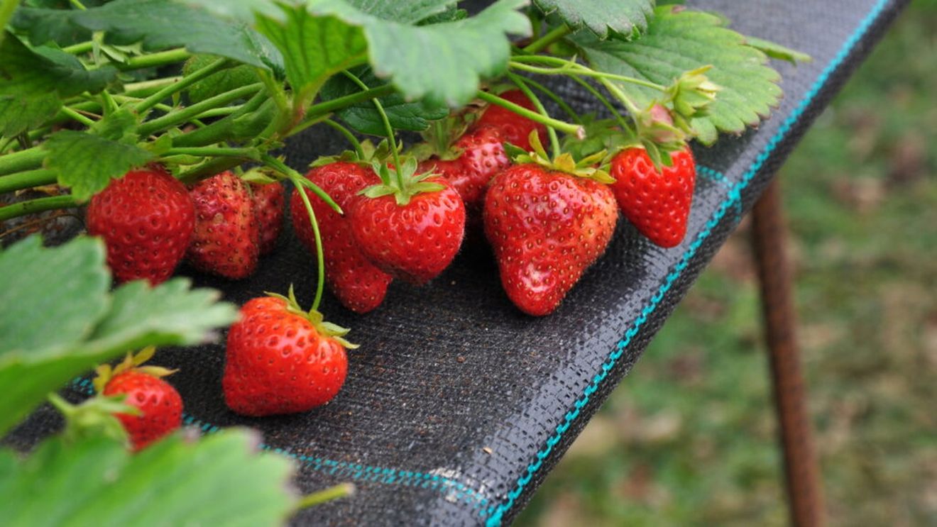 Afacere cu sere pentru căpșuni și salată într-o comună din Giurgiu, anchetată de Parchetul European / Aproape 2 milioane de euro obținute ilegal cu documente false