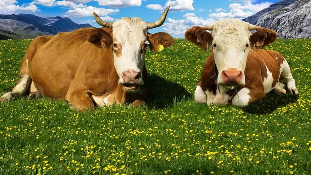 De ce este nevoită Elveția să sacrifice 25.000 de vaci / Măsura vine ca urmare a tarifelor vamale impuse de Trump la brânzeturi/ Elveția limitează producția de brânzeturi în favoarea mozzarelei și iaurtului, pentru a stabiliza piața