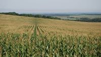 Cum a fost recolta de porumb și floarea-soarelui în Maramureș. Ce spun fermierii despre producția din acest an
