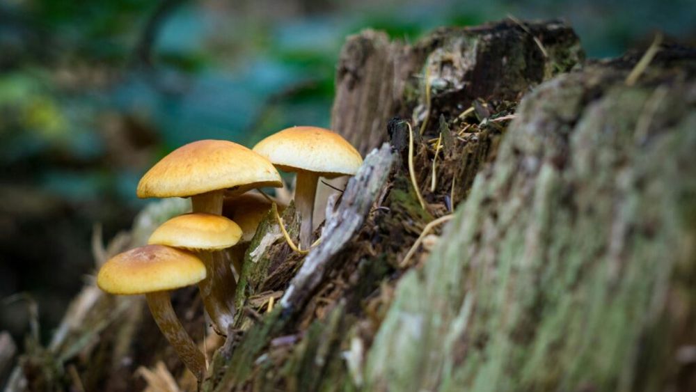 Miceliul de ciuperci, alternativă sustenabilă și gustoasă la carne și fructe de mare? Cercetători danez: „Ne dorim nu doar să fie sigur de consumat, ci și să fie delicios, pentru că altfel cine ar mânca așa ceva?”