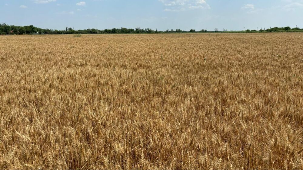 VIDEO | Grâul din Bărăgan, gata de recoltat: imagini spectaculoase și prognoze optimiste pentru România / Țara noastră ar putea obține în acest an o recoltă de peste 10,13 milioane de tone, potrivit Comisiei Europene