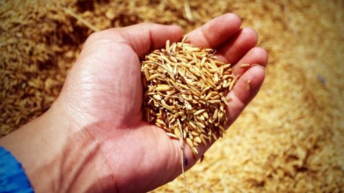 UE refuză să mărească cotele pentru exporturile agricole ale Ucrainei / Kievul cere acces suplimentar pentru bioetanol / Bruxelles: Acordul actual este "echitabil și echilibrat"