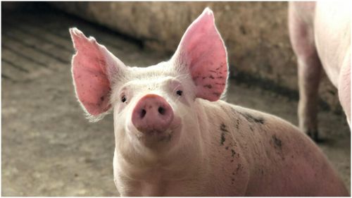 VIDEO Tiberiu Abraham, director de vânzări în sectorul suinelor, a descoperit specia ideală de porc pentru piața din România: Scroafă, cu șapte capete și gâturi de girafă / Importul se face într-un mod „total dezechilibrat”