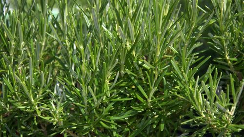 Rozmarinul, planta care calmează, protejează creierul și poate preveni demența / Studiile arată că poate proteja memoria și reduce riscul de demență