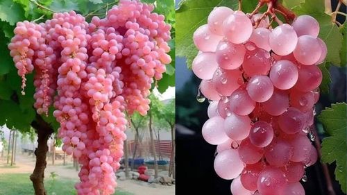 Koshu, o frumusețe din patria Soarelui Răsare. Istoria strugurelui din care se face cel mai faimos vin japonez