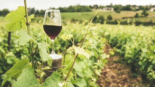 Ministerul Agriculturii modifică unele termene de sprijin financiar pentru fermierii din sectorul vitivinicol