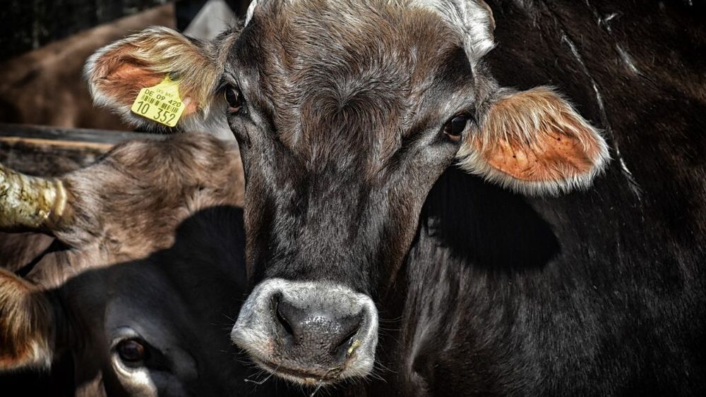 Buzău: Două focare de pestă porcină africană, două focare de TBC la bovine / DSVSA: „Au fost instituite măsuri privind circulaţia animalelor, este monitorizată starea animalelor din zonele respective”