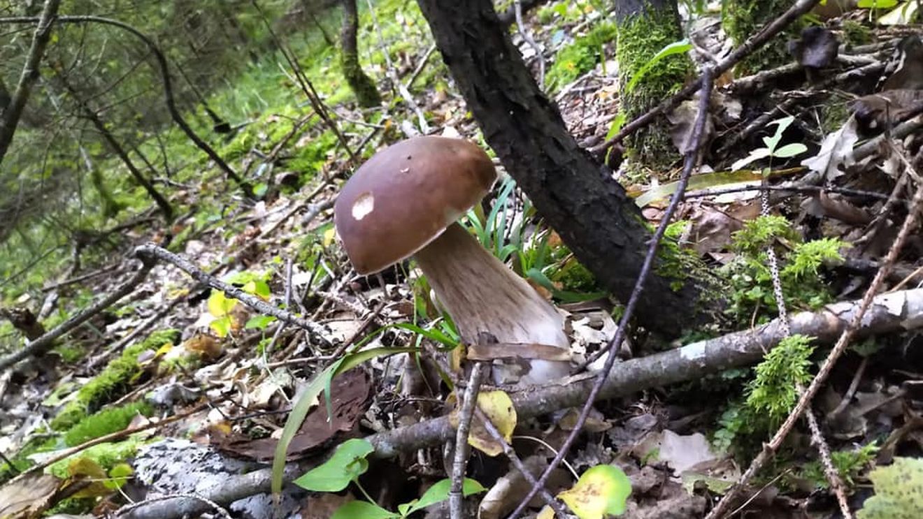 În Lituania, culesul ciupercilor este o practică care susține principiul „din pădure în farfurie”. Activitatea are propriul cuvânt - „nugrybauti” - care nu descrie senzația completă și înseamnă: „bucuria de a te rătăci în pădure, culegând ciuperci”