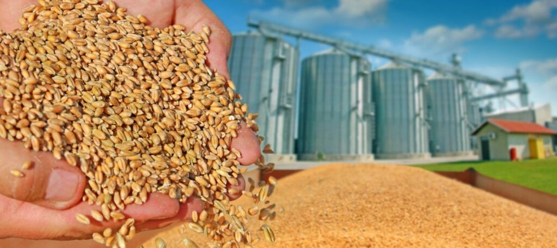SUA cumpără grâu de panificație din Polonia, în căutarea unor prețuri mai mici / Diferențele de cost schimbă fluxurile comerciale