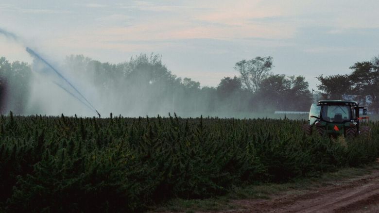 O metodă de zeci de ori mai ieftină ar putea curăța terenurile agricole de „chimicalele eterne” / Cercetătorii folosesc plante pentru a extrage PFAS din sol