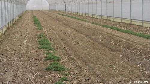 TVRInfo: Legumicultorii așteaptă ajutorul promis de guvern pentru încălzirea serelor