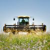 Cererea pentru soiurile de lucernă de la Fundulea depășește producția de sămânță, spun cercetătorii