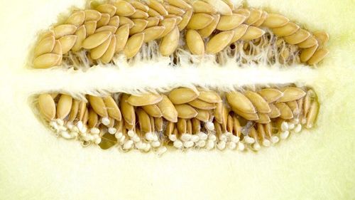 Niște semințe aparent banale, pe care de obicei le aruncăm, sunt un concentrat de sănătate și conțin în principal proteine, vitamine și uleiuri sănătoase