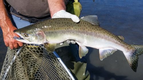 Tehnologia care salvează somonul: senzori și camere urmăresc călătoria sa pentru a salva specia/ „Nu poți lua decizii viitoare când nu știi exact dacă acțiunile tale sunt bune sau dăunătoare”