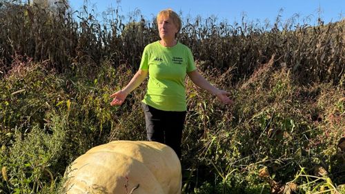 FOTO-VIDEO | Au adus câteva semințe din Spania și au ajuns să crească dovleci de 200 de kilograme / Soții Mureșan cultivă dovleci care nu pot fi ridicați de patru oameni și vor să vândă semințele online