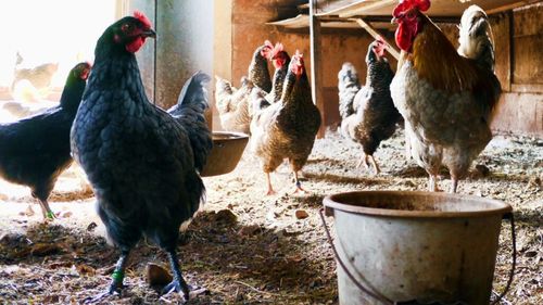 După sacrificarea a sute de mii de păsări contaminate cu gripă aviară în Europa, mai multe ţări ordonă închiderea animalelor de curte în spaţii închise, pentru a le proteja de exemplarele sălbatice