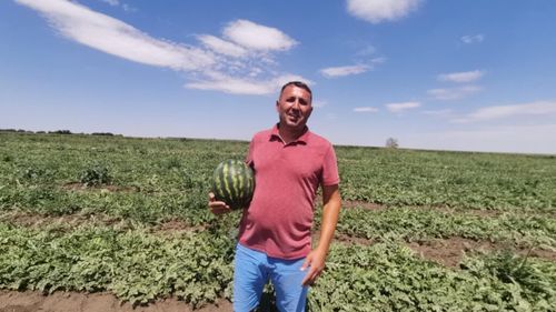 VIDEO | Lubenița de Gottlob revine pe tarabe: Gust dulce, provocări amare pentru fermieri/ „Vara aceasta ne ajută. Avem 37-38 de grade și lubenițele sunt dulci. Seceta, paradoxal, le prinde bine”