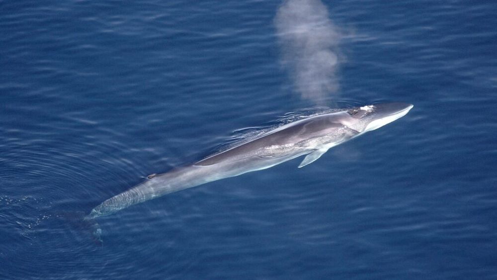 Japonia reia vânătoarea în scopuri comerciale a balenelor cu înotătoare dorsală / Animalul, important în cultura gastronomică niponă