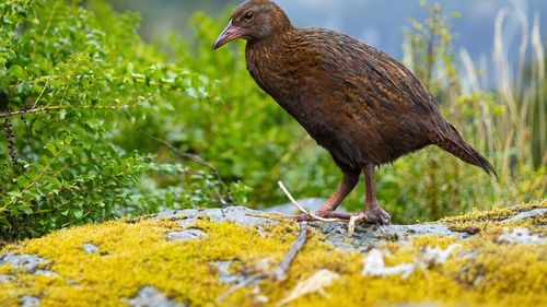 Un concurent la o emisiune TV de tip „Survivor” a ucis și a mâncat o pasăre protejată din Noua Zeelandă / Pedeapsa maximă pentru un astfel de incident: 2 ani de închisoare sau amendă de 60.000 de dolari