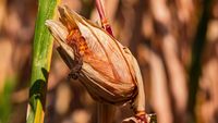 România reduce suprafețele cultivate cu porumb din cauza costurilor și a secetei / Nici Franța nu stă mai bine, iar ONU avertizează asupra riscului de foamete