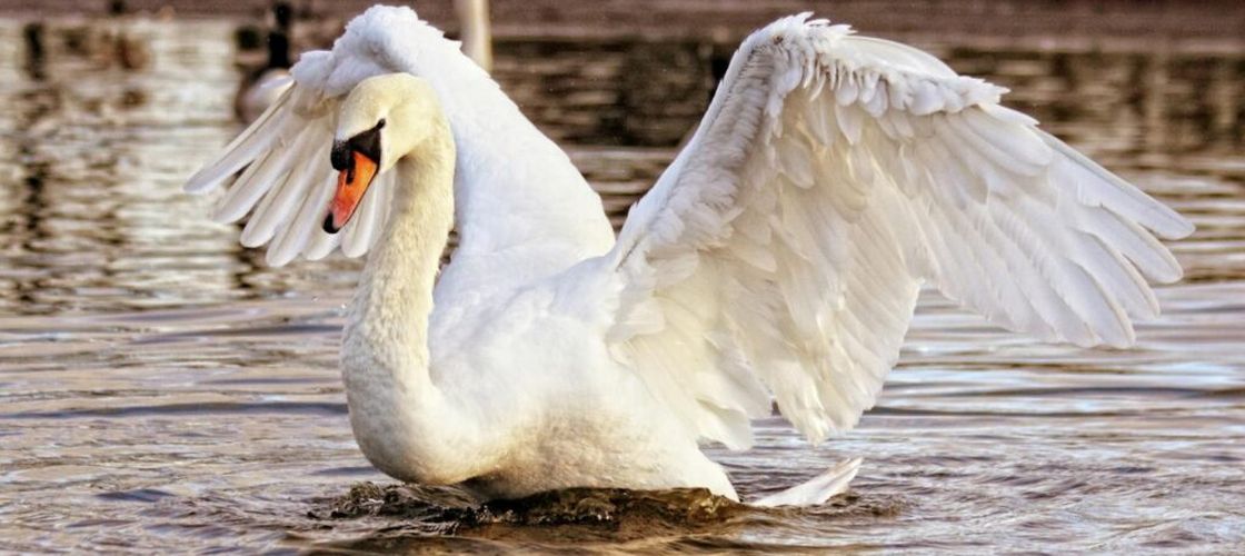 Australia confirmă al doilea caz de gripă aviară H5N1 la păsări sălbatice migratoare. Autoritățile încearcă să împiedice răspândirea virusului către fermele avicole