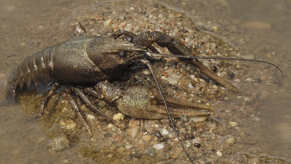 Tulcea: Activități de control privind capturarea racilor în Deltă/ Capcane de crustacee confiscate și sute de exemplare de raci subdimensionați eliberați în mediul natural