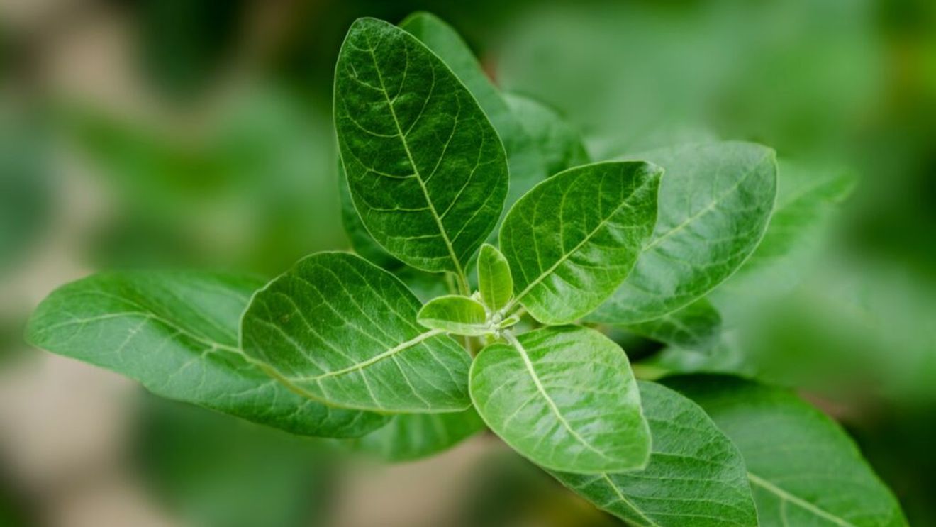 Aswagandha, noul supliment la modă pentru reducerea stresului și a insomniei. Beneficii și riscuri