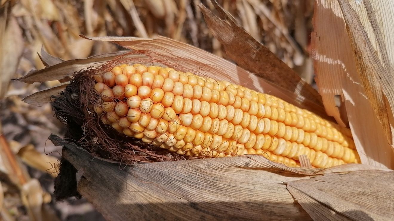 Comisia Europeană autorizează utilizarea porumbului modificat genetic sigur pentru alimentație și furaje