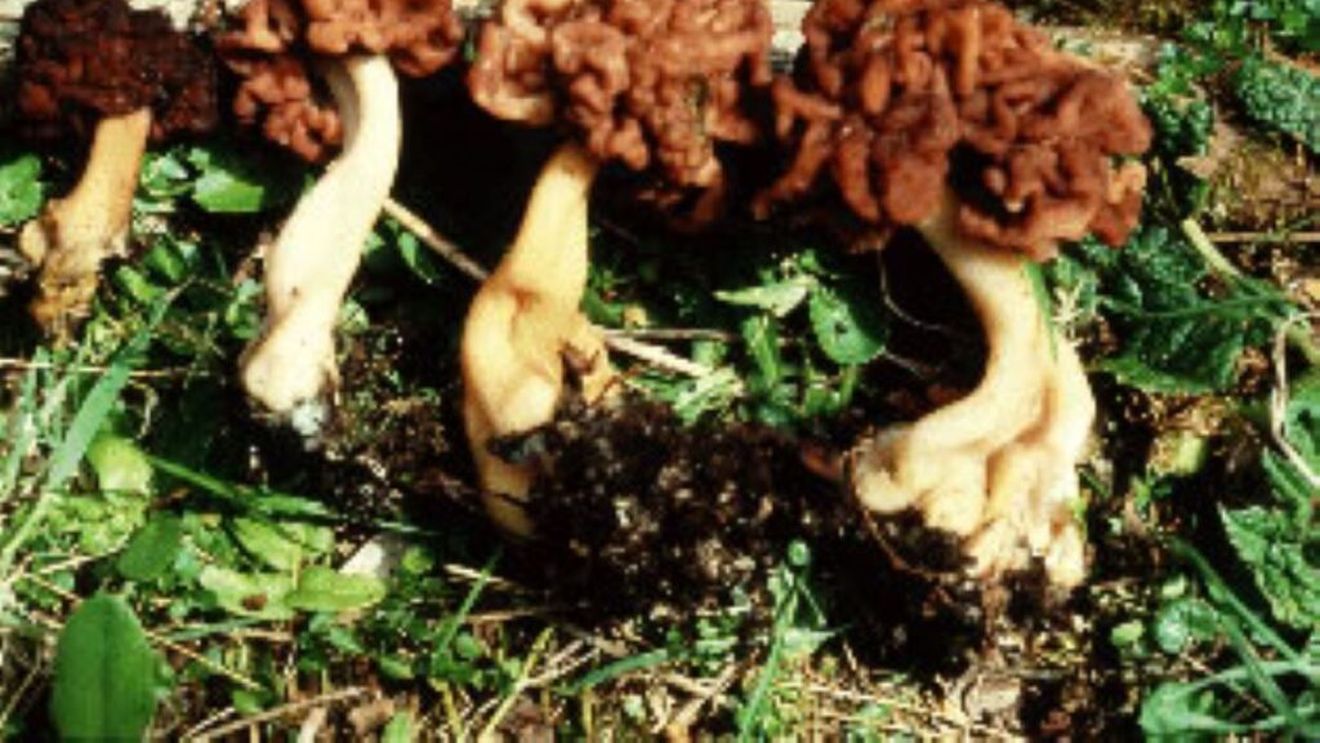 O anchetă în Franța încearcă să deslușească dacă o ciupercă pe care oamenii o consumă ar putea fi responsabilă de apariția mai multor cazuri de scleroză laterală amiotrofică