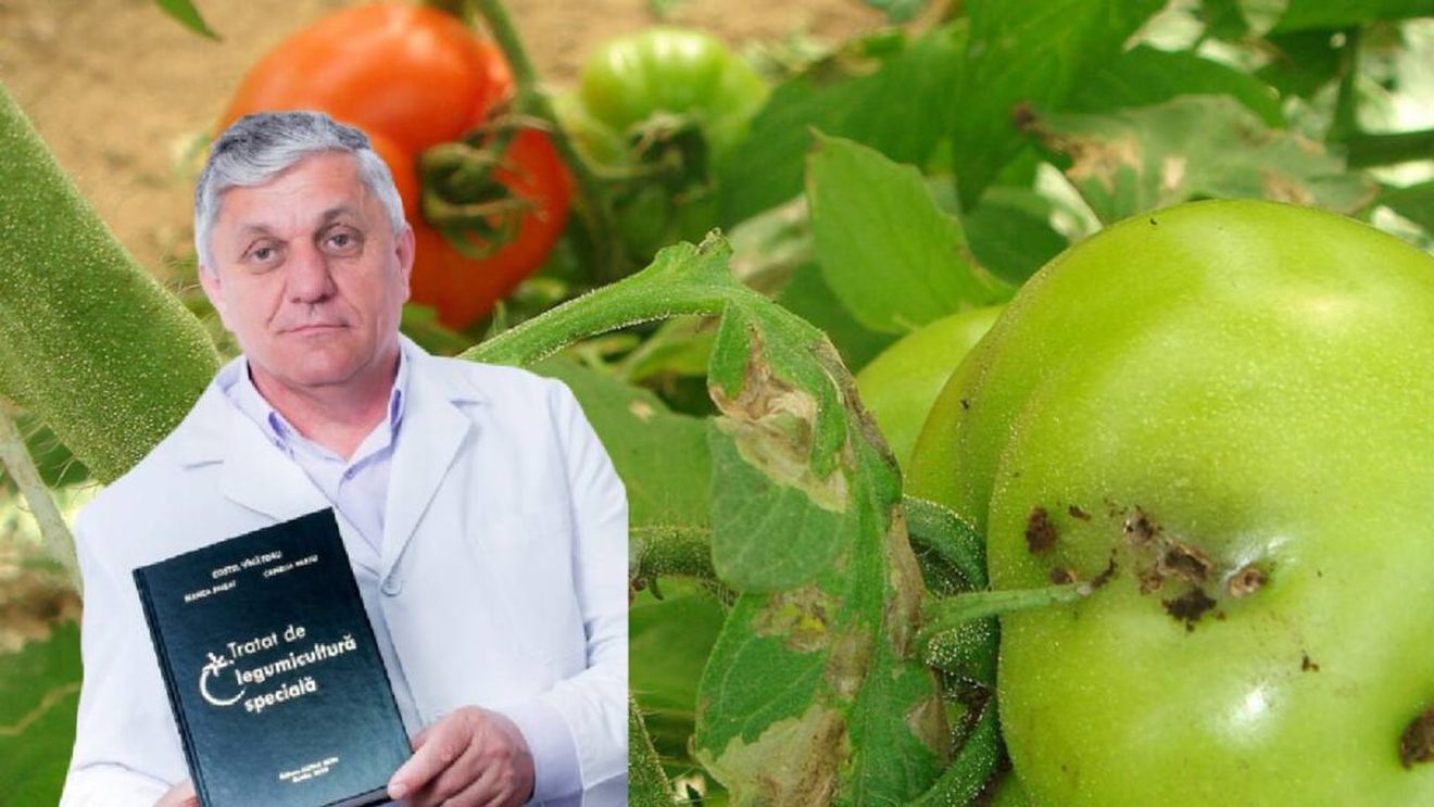 Costel Vînătoru, specialist în genetică vegetală: „Am reușit să restaurăm un hibrid de tomate care păstrează aroma tradițională. Am folosit resurse aduse din bănci de gene din America și Europa pentru comparații și culturi controlate”