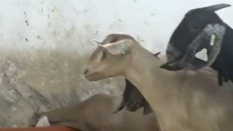 O nouă rasă de capre ar putea apărea în România / Ce au special animalele obținute de cercetătorii din Botoșani