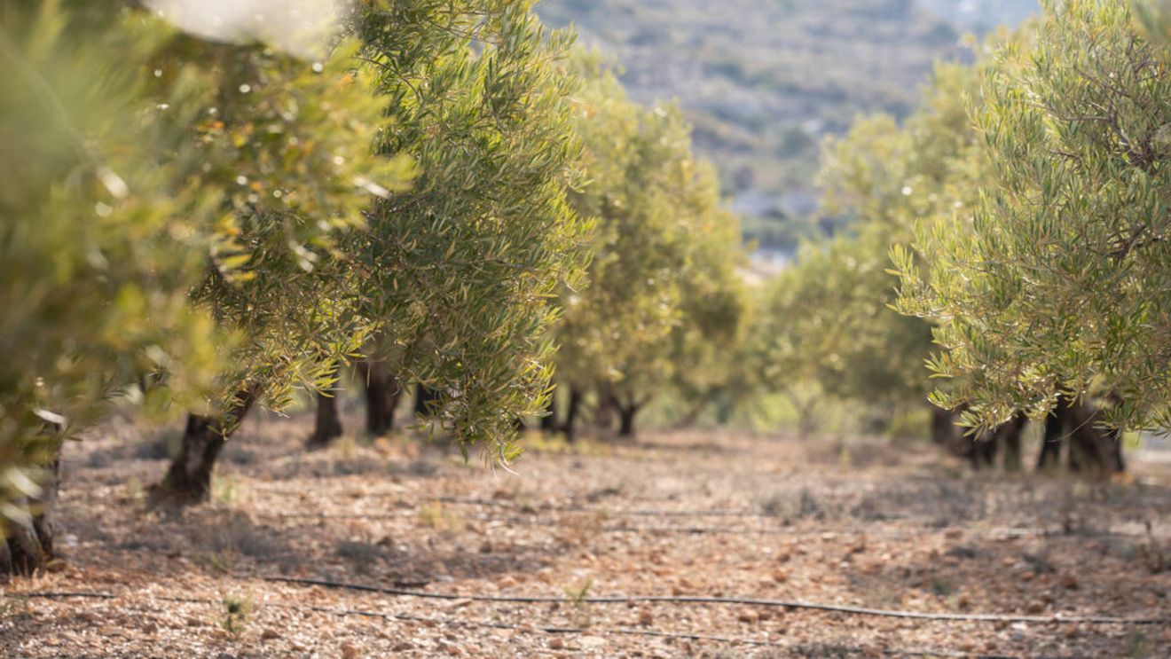 Măslinul milenar din Italia care încă produce sute de kilograme de măsline. Povestea „Gigantului din Corato”