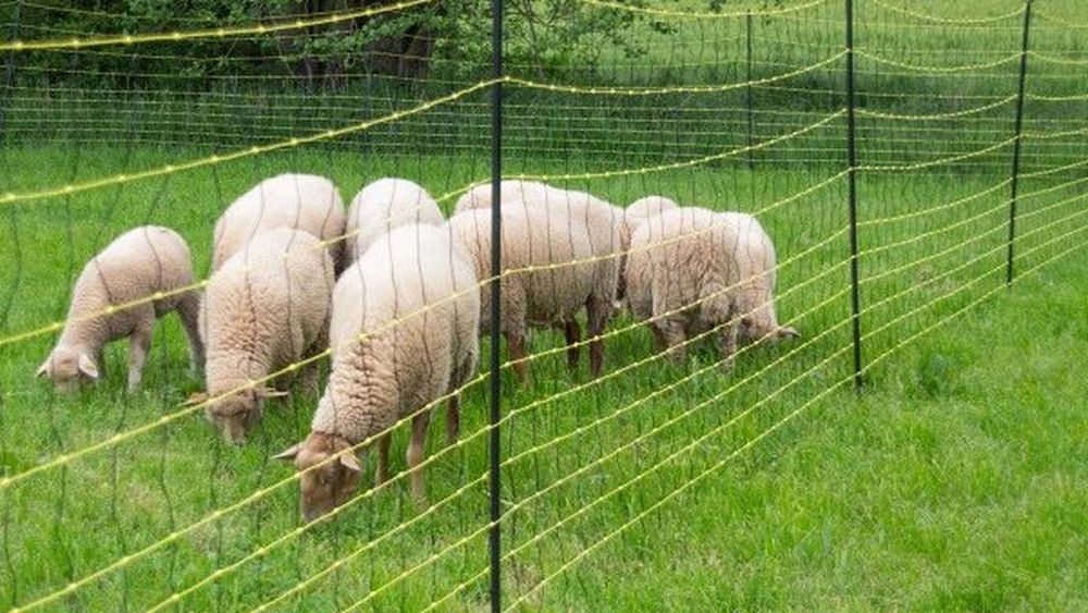 Gardurile anti-lupi, soluția fermierilor pentru protecția împotriva animalelor sălbatice / În unele zone, s-a înregistrat o frecvenţă mai mare a atacurilor față de anii precedenți