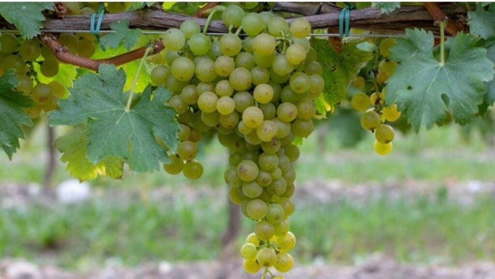 Strugurii albi din regiunea italiană Emilia Romagna, recoltați cu câteva săptămâni în avans față de termenul obișnuit/Viticultorii estimează o producție mai mare decât anul trecut